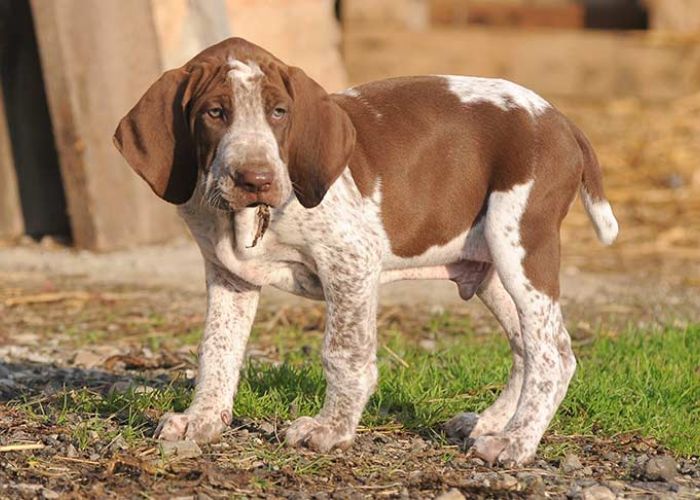 what is a bracco italiano