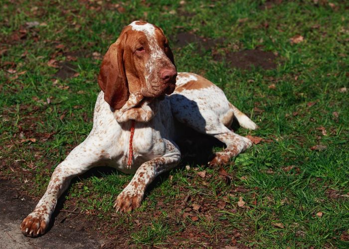 bracco italiano temperament