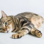 Are Bengal Cats Hypoallergenic?