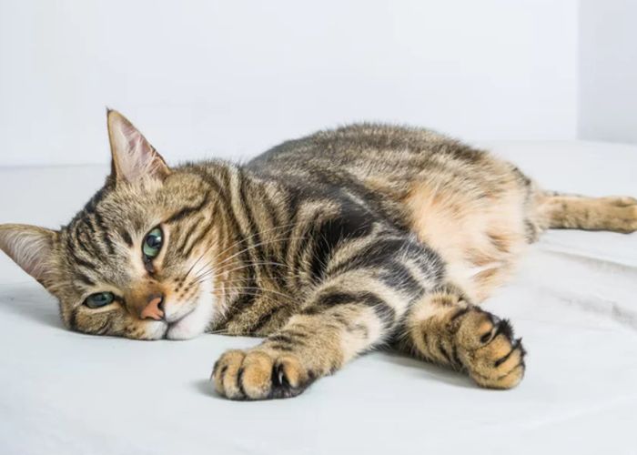 Are Bengal Cats Hypoallergenic?