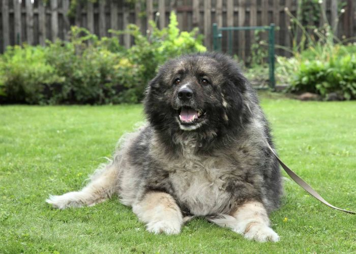 Caucasian Shepherd Dog Temperament