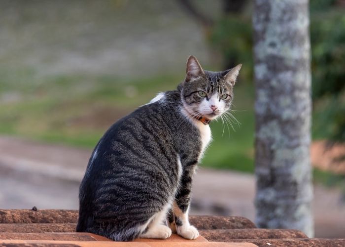 American Wirehair Cat Personality