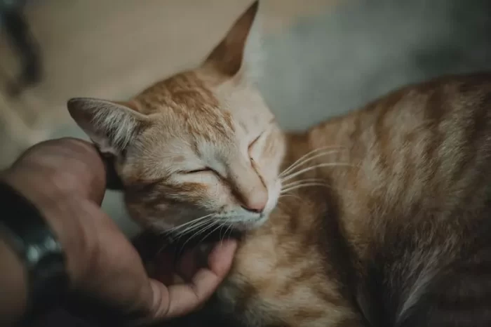 Why Do Cats Close Their Eyes When You Pet Them