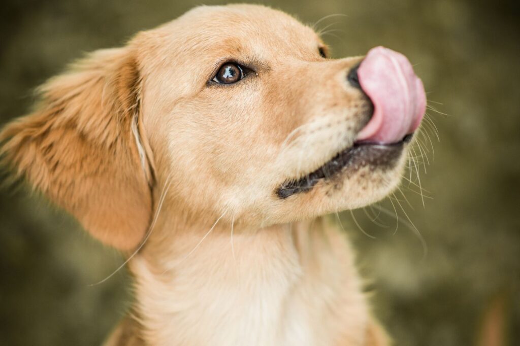 Why Do Dogs Lick Their Lips When You Pet Them