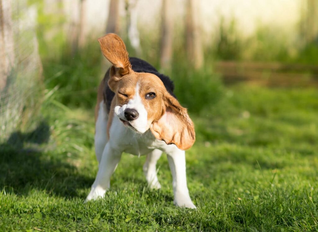 Why Do Dogs Shake Their Bodies After You Pet Them