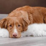 10 Ways to Help Your Dog Overcome Separation Anxiety