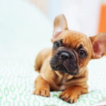 French Bulldogs-Care Tips and Quirky Personalities