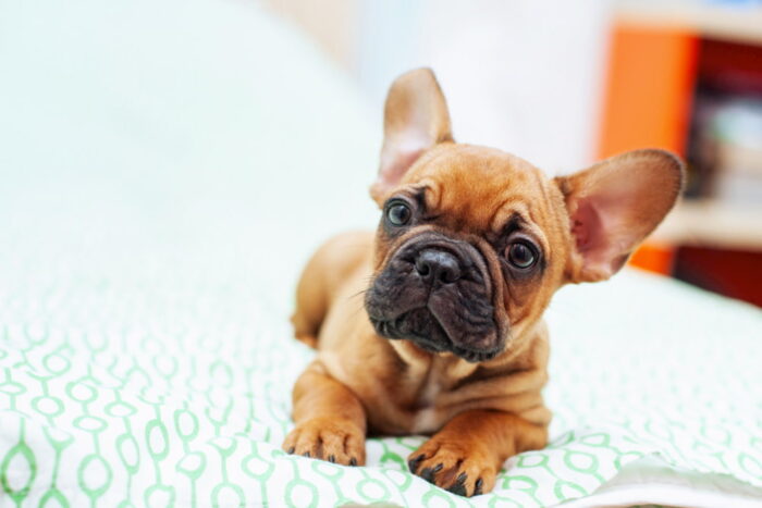 French Bulldogs-Care Tips and Quirky Personalities