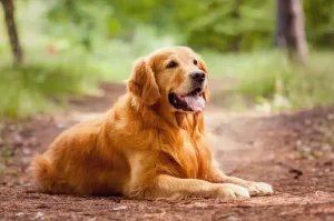 Golden Retriever Health Guide-Managing Hip Dysplasia and Cancer Risks