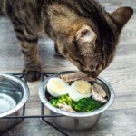 Can Cats Eat Eggs?