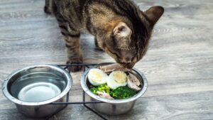 Can Cats Eat Eggs?